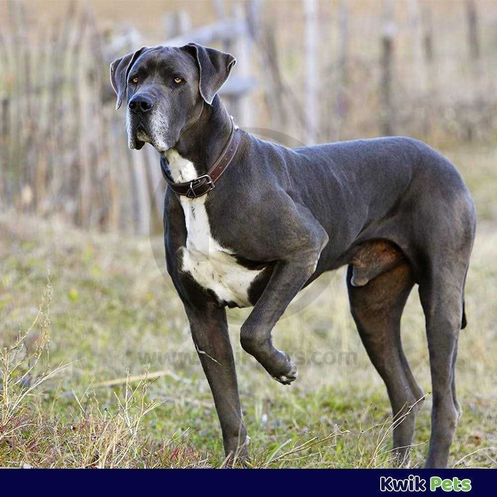 Triple Wormer for Medium & Large Dogs K282393
