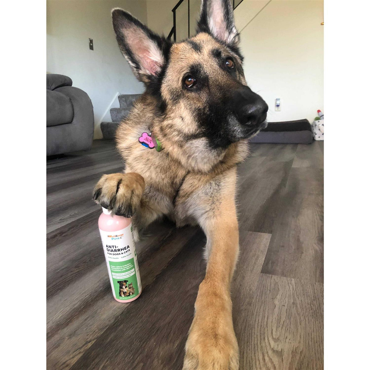 Anti-Diarrhea for Dogs and Cats with Syringe A7867