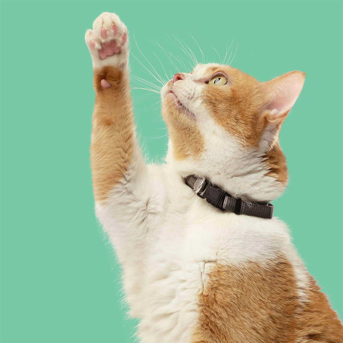 Chicken with Lentils & Salmon Dry Cat Food J3545
