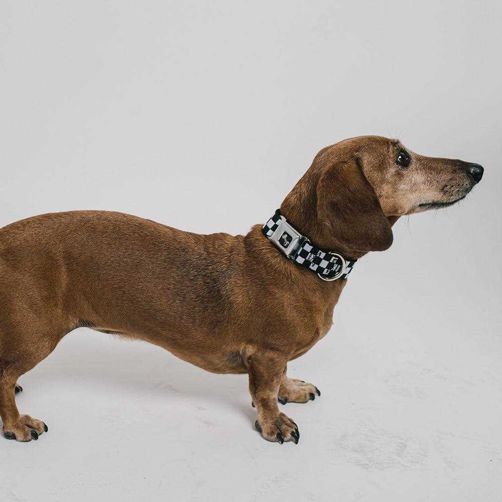 Dog Collar Seatbelt Buckle W84236