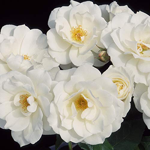 Climbing Rose Plant White Rose Bush T8276