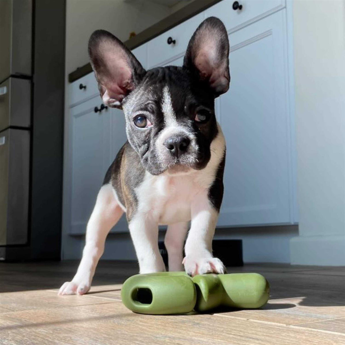 Falcon Dog Toy Z193404