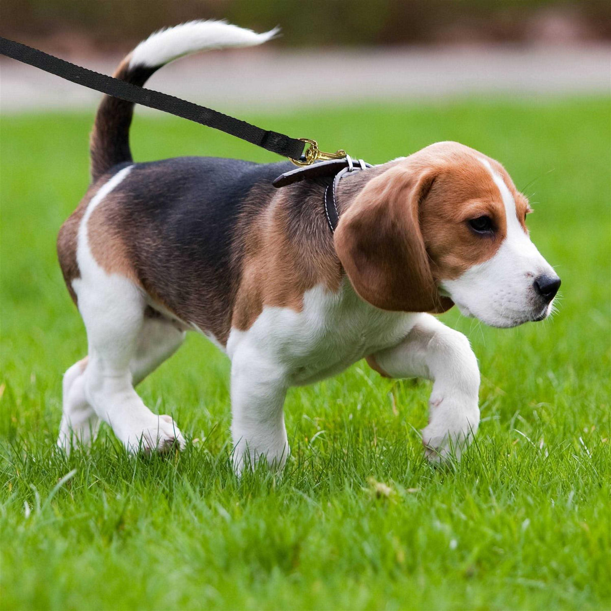 Cotton Web Dog Training Lead L562