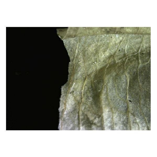 HDMI Digital Microscope Y139759