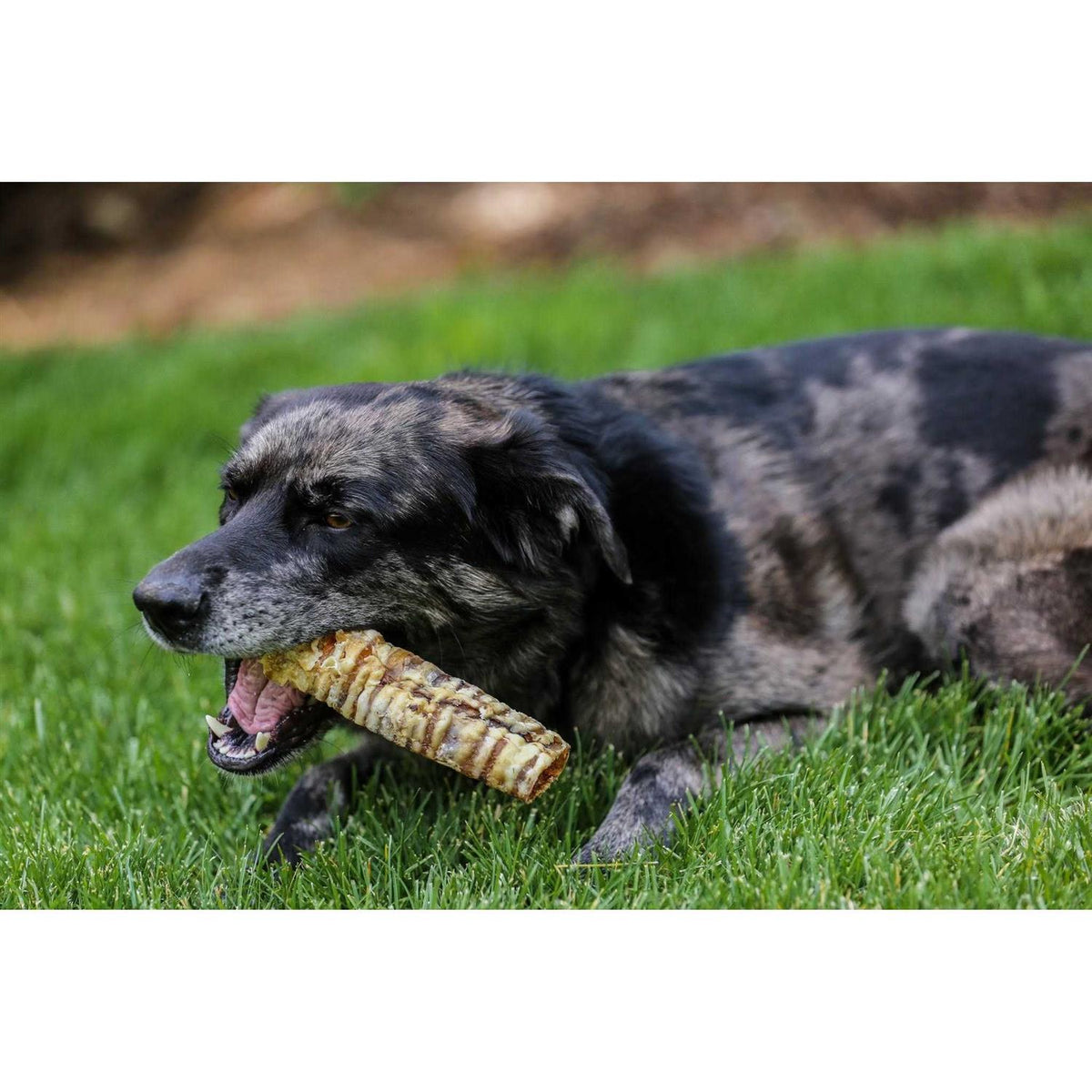 12 Beef Trachea Dog Treats E87947