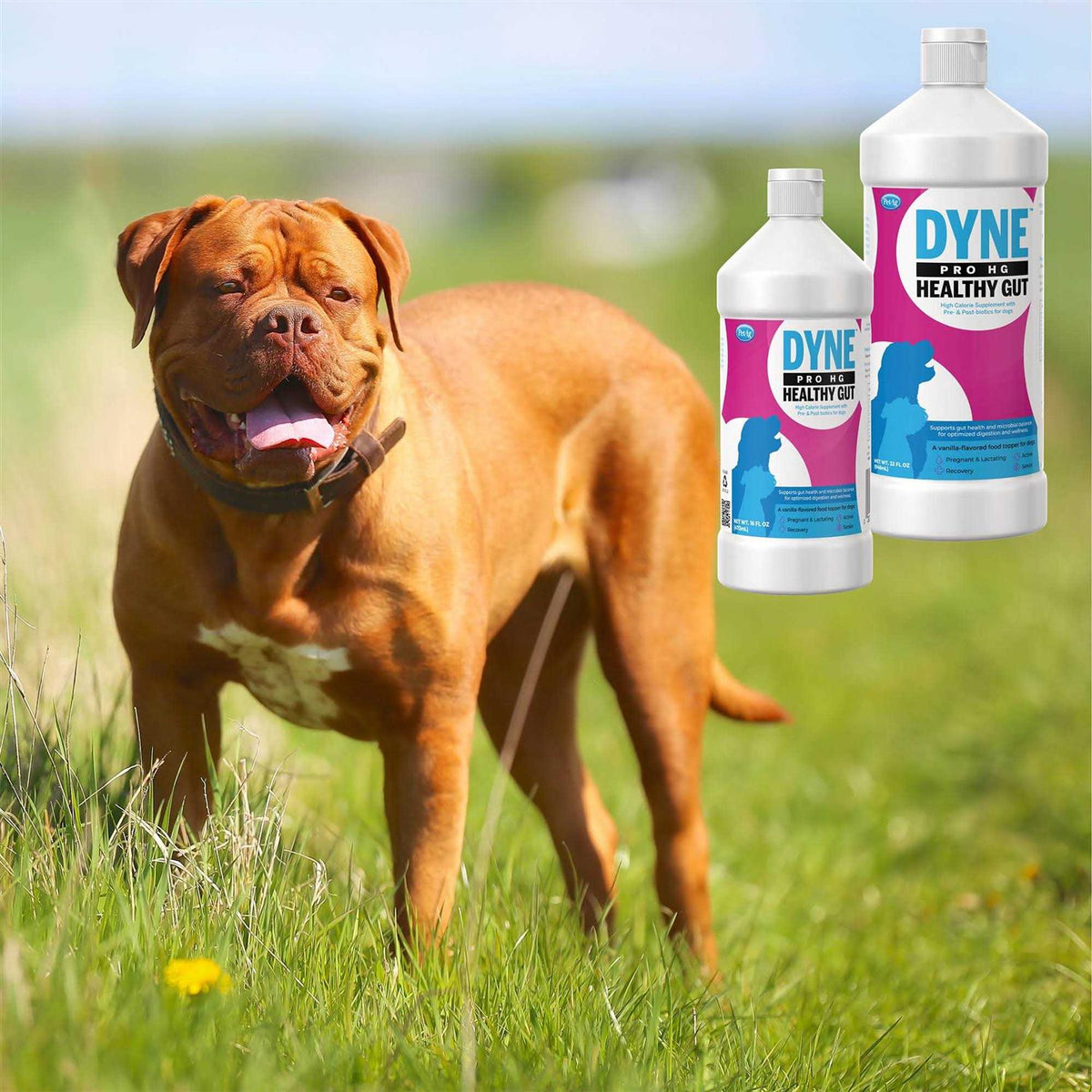 Healthy Gut Supplement for Dogs S226