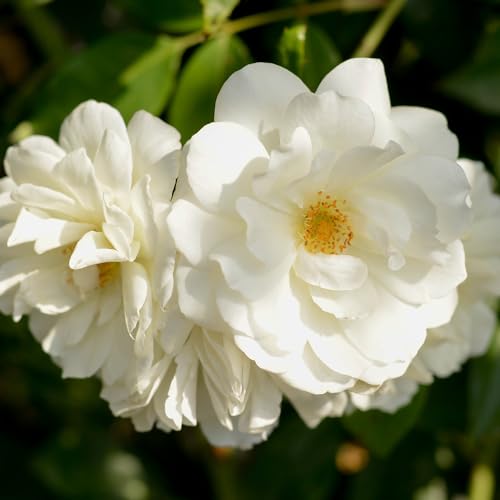 Climbing Rose Plant White Rose Bush T8276