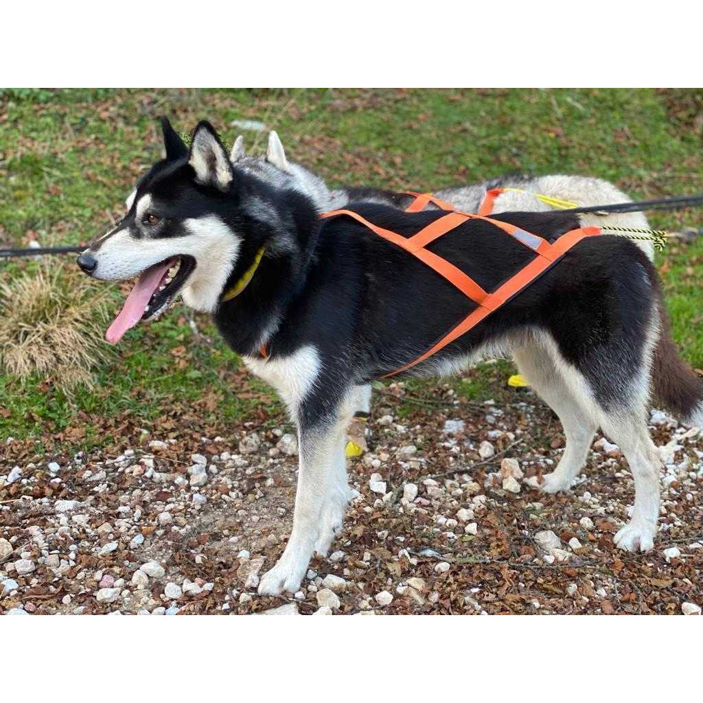 Dog Pulling Harness F742