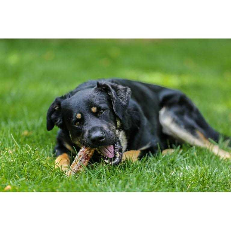 12 Beef Trachea Dog Treats E87947