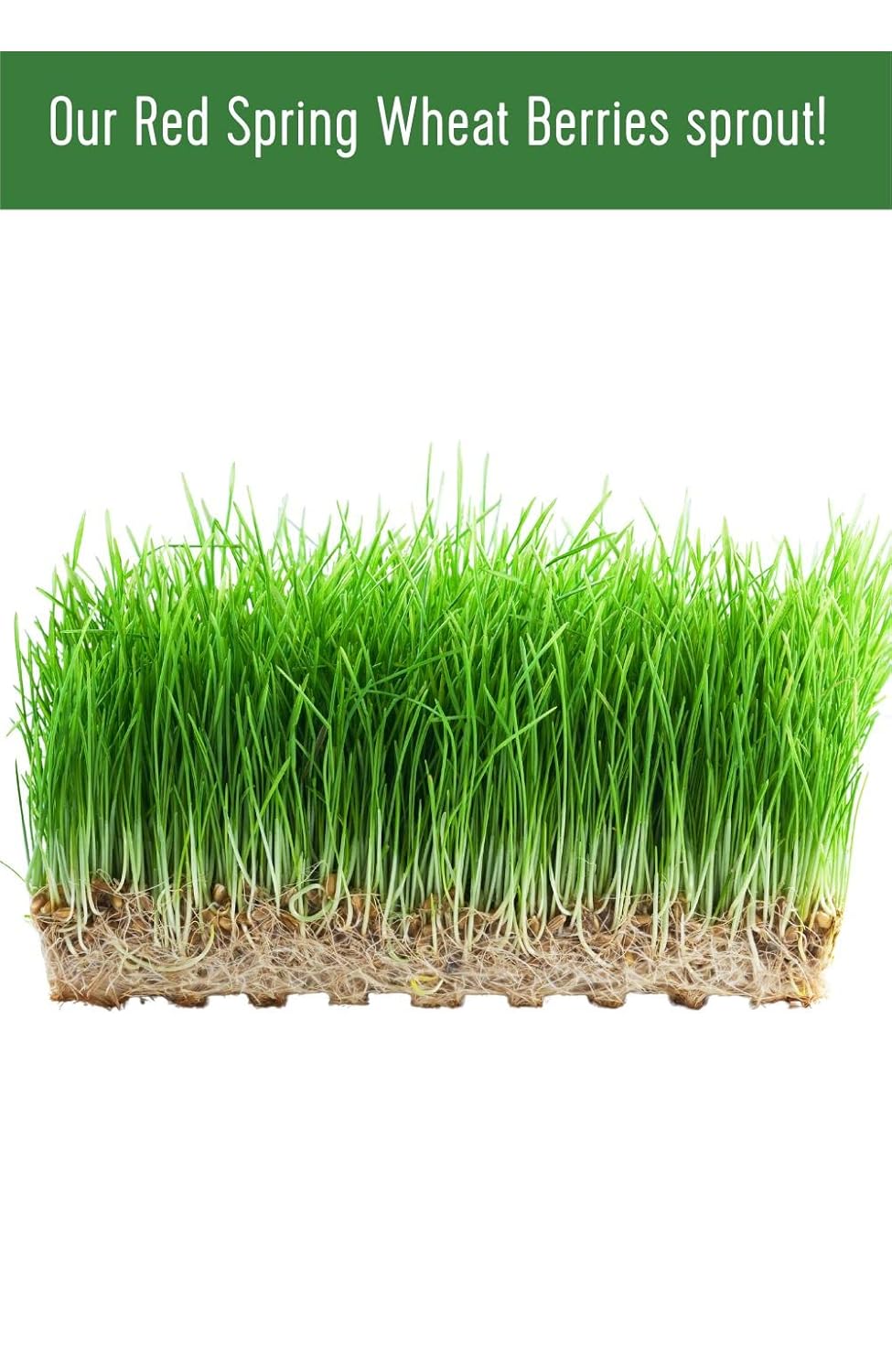 4 LBS Hard Red Spring Wheat Berries R45959