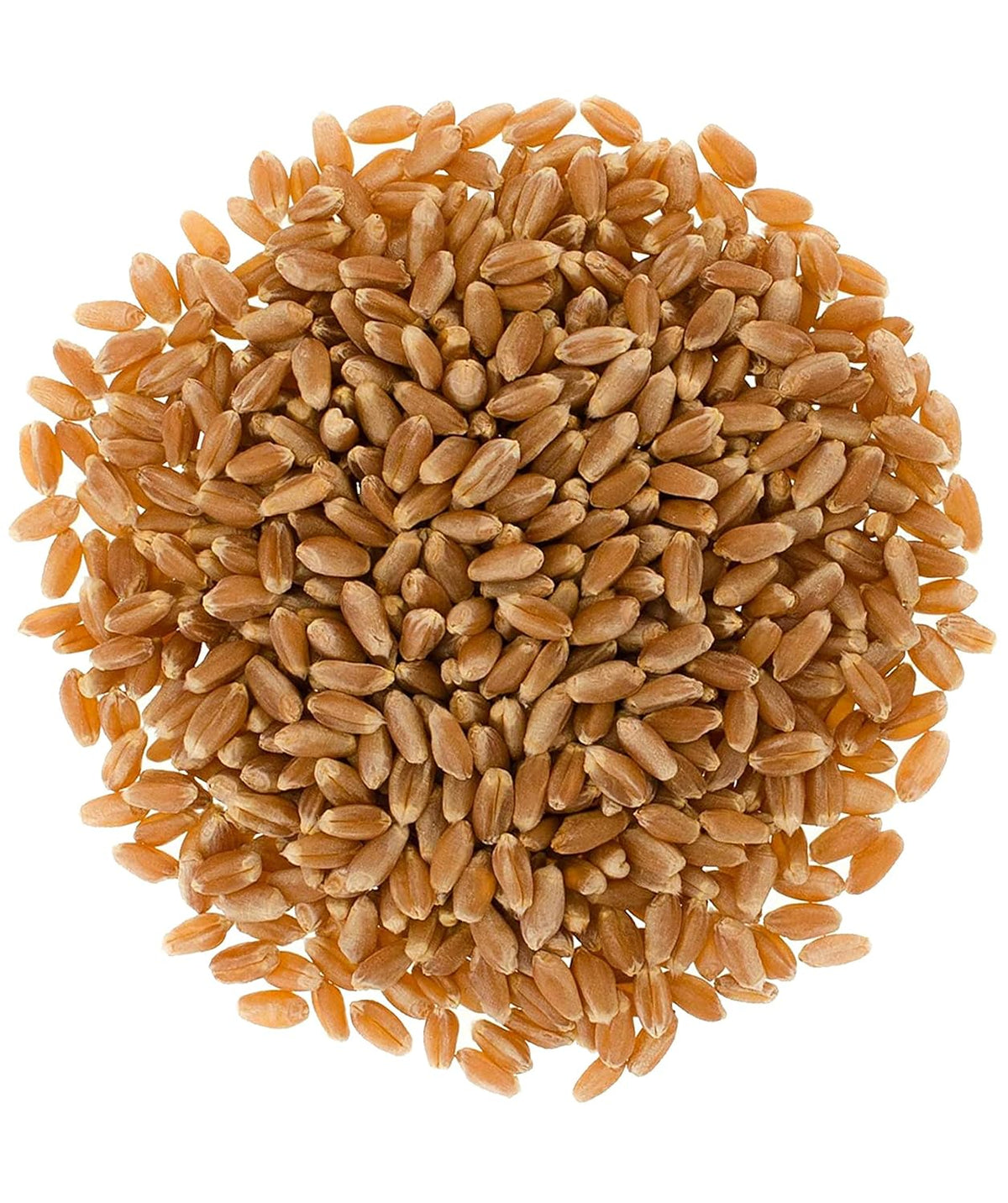 4 LBS Hard Red Spring Wheat Berries R45959