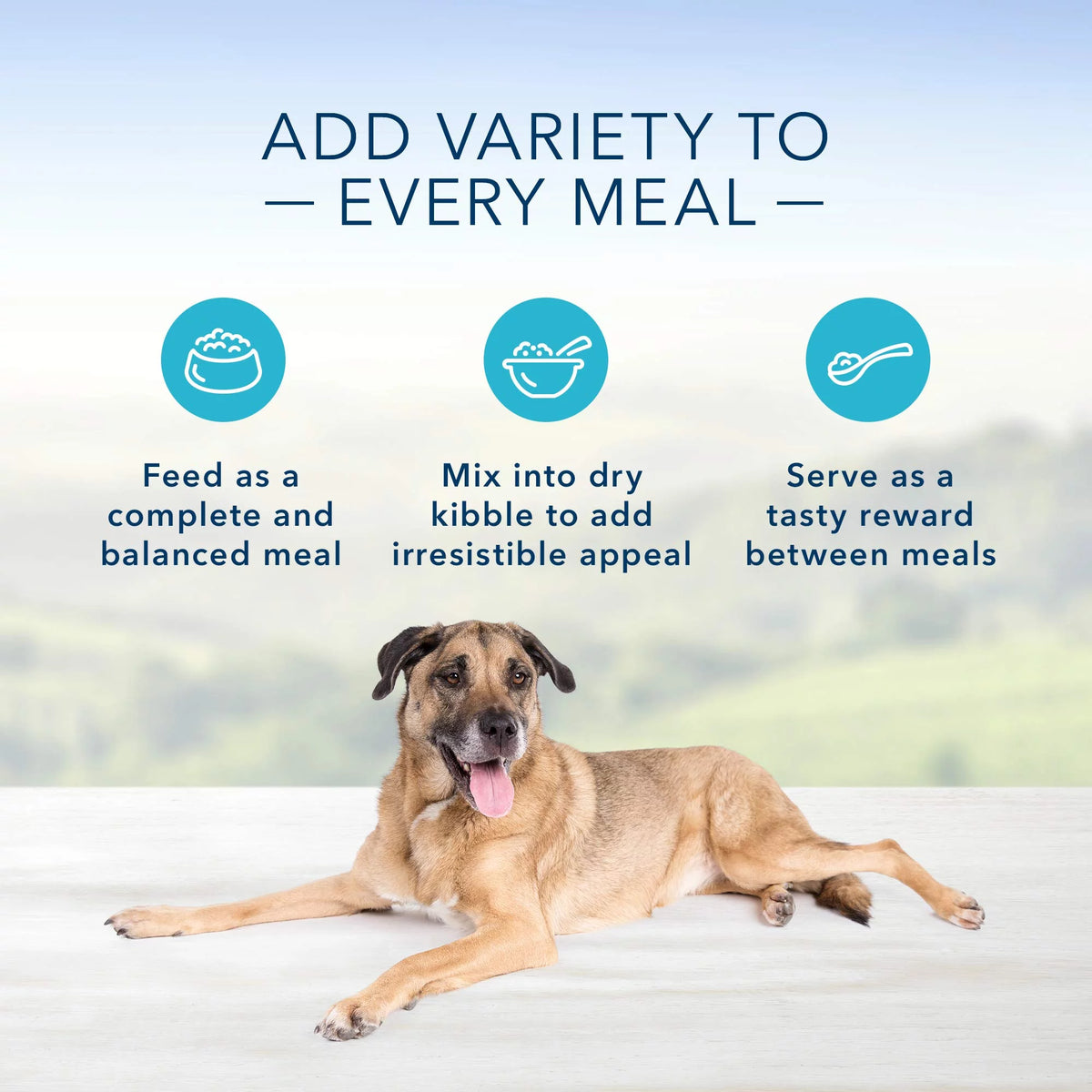Natural Senior Wet Dog Food Chicken 12.5-oz can Pack of 12 T392