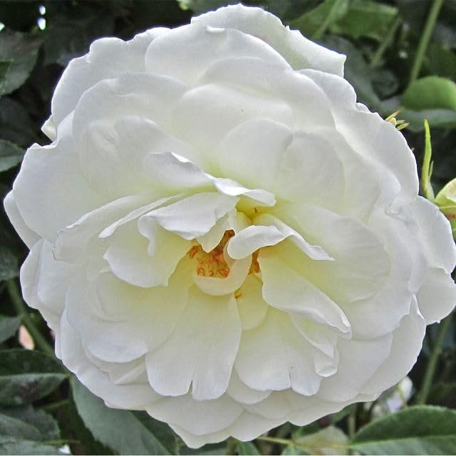 Climbing Rose Plant White Rose Bush T8276