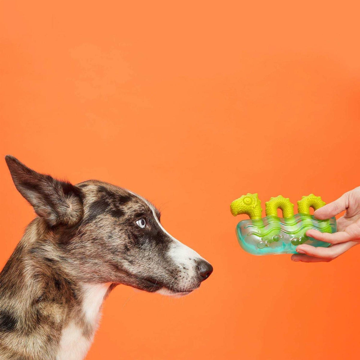 Tough Dog Toys & Chews for Aggressive Chewers K5010