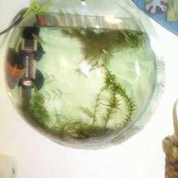Wall Mounted Acrylic Fish Bowl U23211
