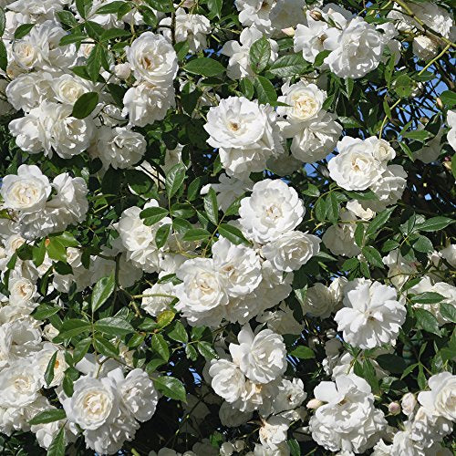 Climbing Rose Plant White Rose Bush T8276