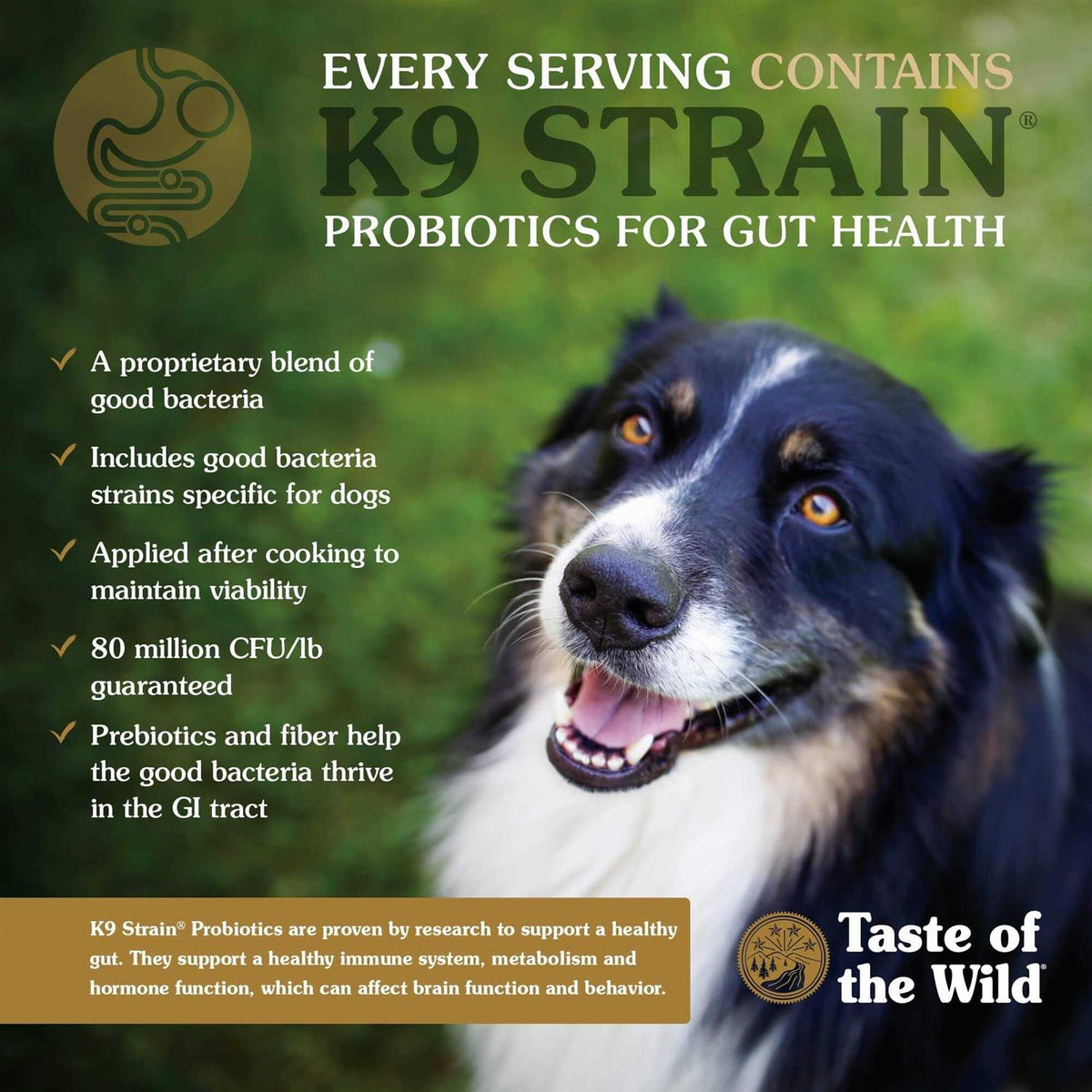 Dog Food D6304