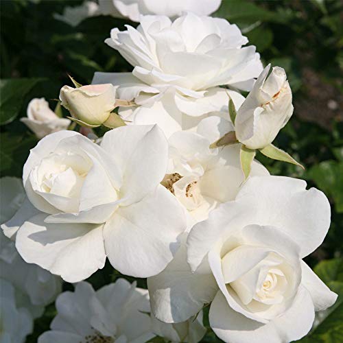 Climbing Rose Plant White Rose Bush T8276